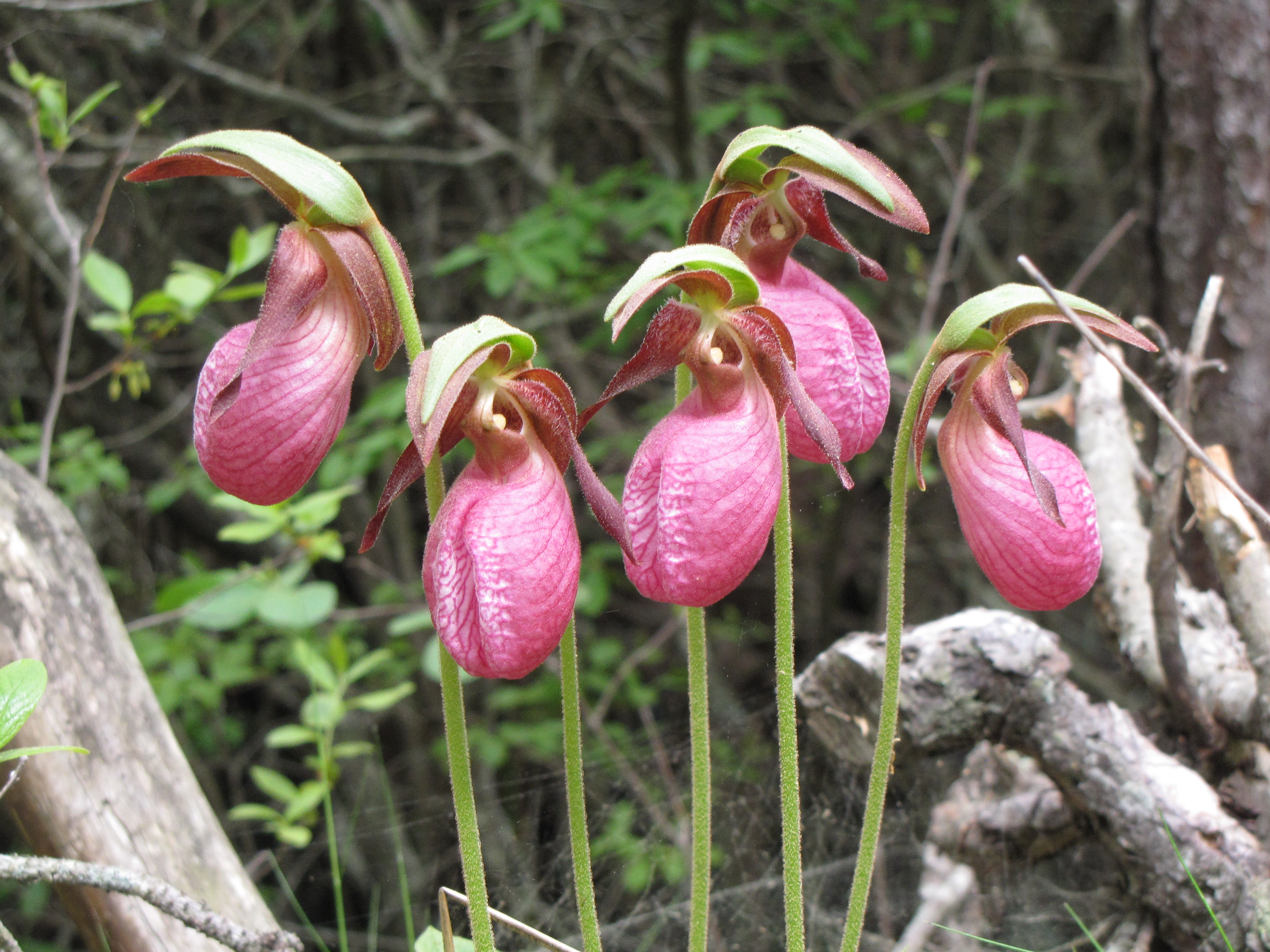 lady slippers