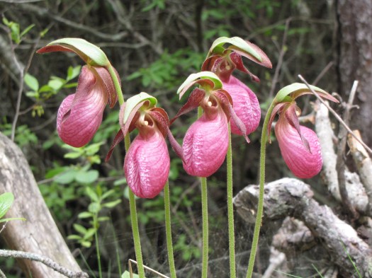 lady slippers