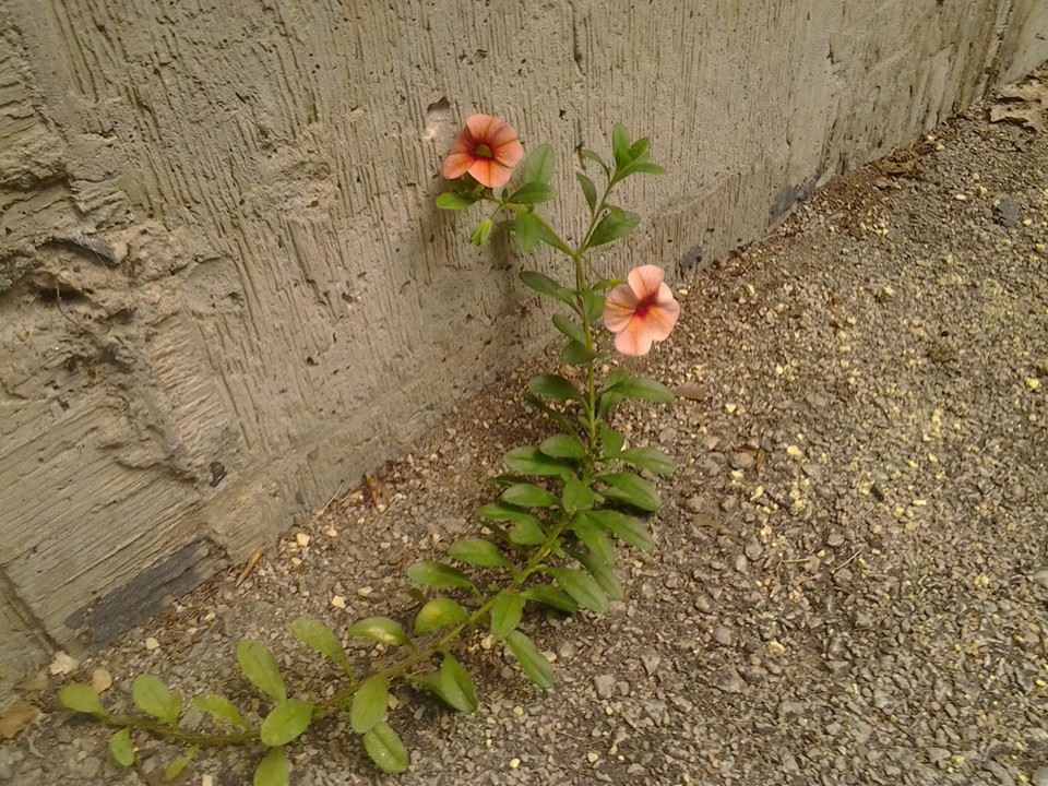 sidewalk petunias