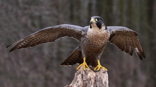 peregrine-falcon-wings-extended nat geo credit