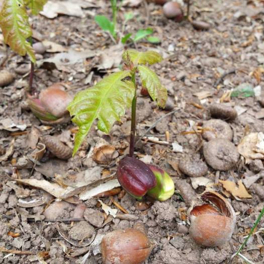 13239102_1286527751360715_4076674281962296158_n