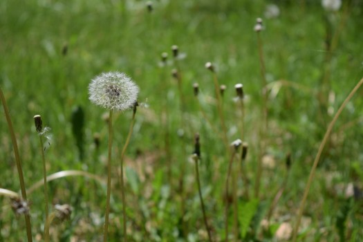dandelion